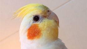 玄凤鹦鹉爆料视频播放,视频播放背后的惊人内幕 第1张 玄凤鹦鹉爆料视频播放,视频播放背后的惊人内幕 第1张